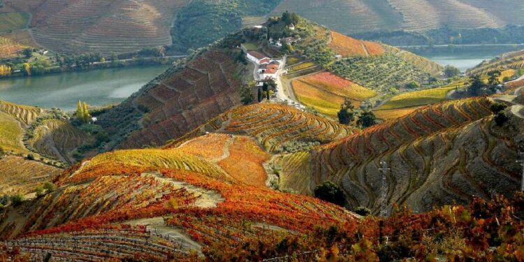Quintas no Douro Vinhateiro onde pode participar nas vindimas (COM FOTOS)