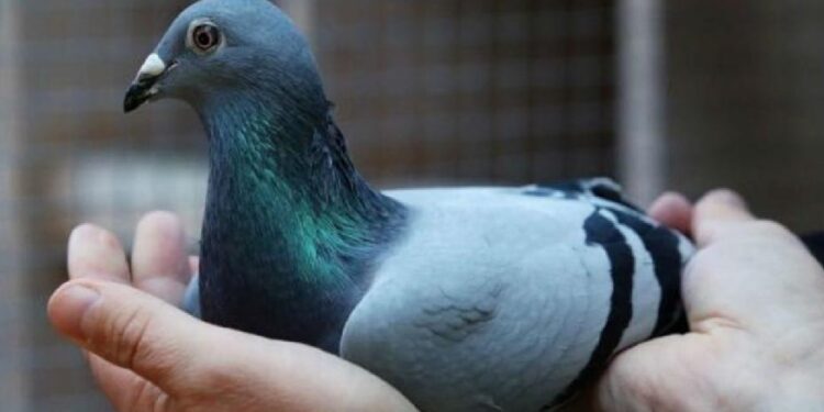 Cerca de 1.500 pombos-correio nos Campeonatos de Columbofilia em Mira