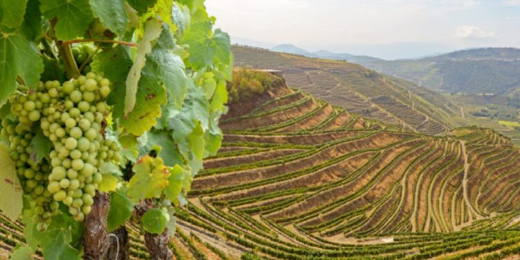 Vindimas nos vinhos verdes com qualidade que há muito não se via