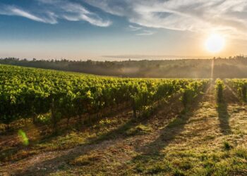 Governo cria linha de crédito de 100 milhões para produtores vinícolas