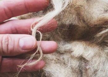 Portugal retoma exportação de lã não lavada para a China