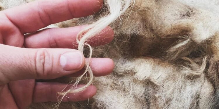 Portugal retoma exportação de lã não lavada para a China