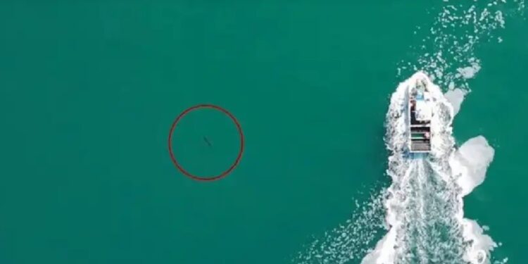 Drone filma tubarão "inesperado" em Vigo. Veja as imagens