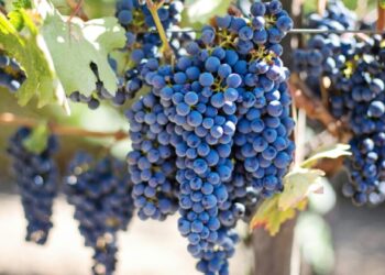 Vindima de angústia para produtores do Douro que deixam uvas na vinha