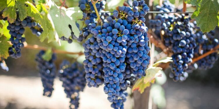 Vindima de angústia para produtores do Douro que deixam uvas na vinha