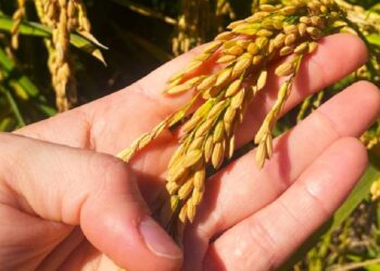 Projeto para tornar o arroz luso mais resistente às alterações climáticas 15 Projeto para tornar o arroz luso mais resistente às alterações climáticas