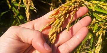 Projeto para tornar o arroz luso mais resistente às alterações climáticas