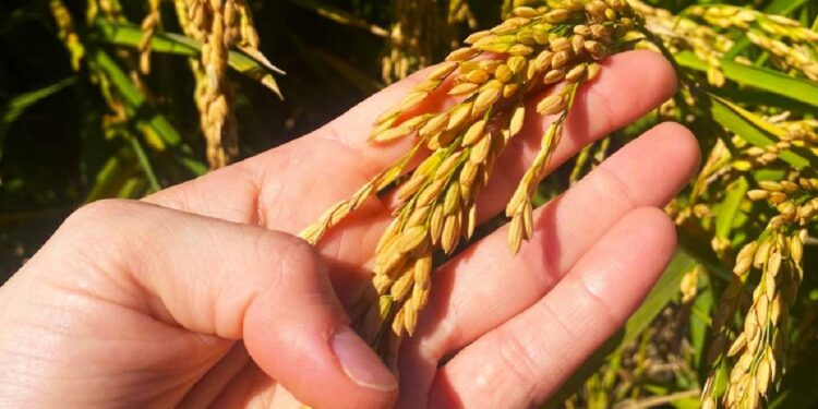 Projeto para tornar o arroz luso mais resistente às alterações climáticas 11 Projeto para tornar o arroz luso mais resistente às alterações climáticas