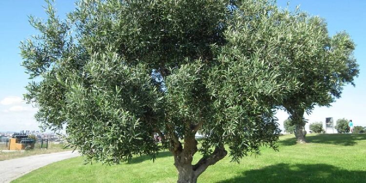 A oliveira é um símbolo de Portugal e este ano vai ser celebrada com eventos de norte a sul 11 A oliveira é um símbolo de Portugal e este ano vai ser celebrada com eventos de norte a sul